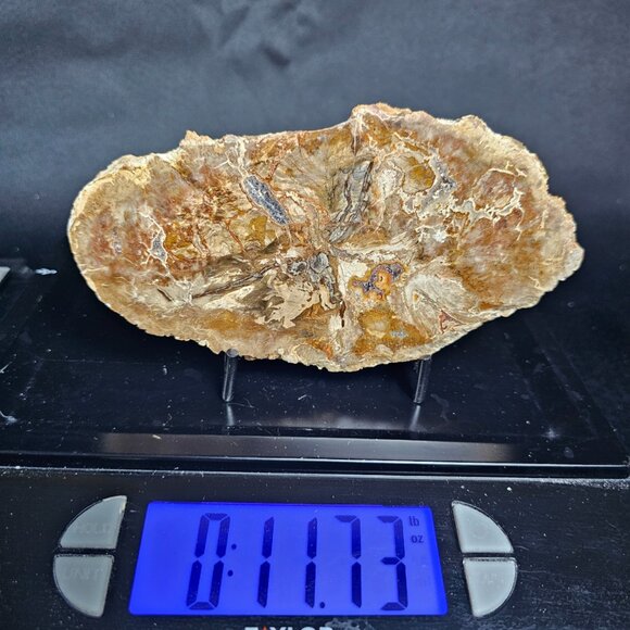 Petrified Wood Slab - Picture 8 of 8